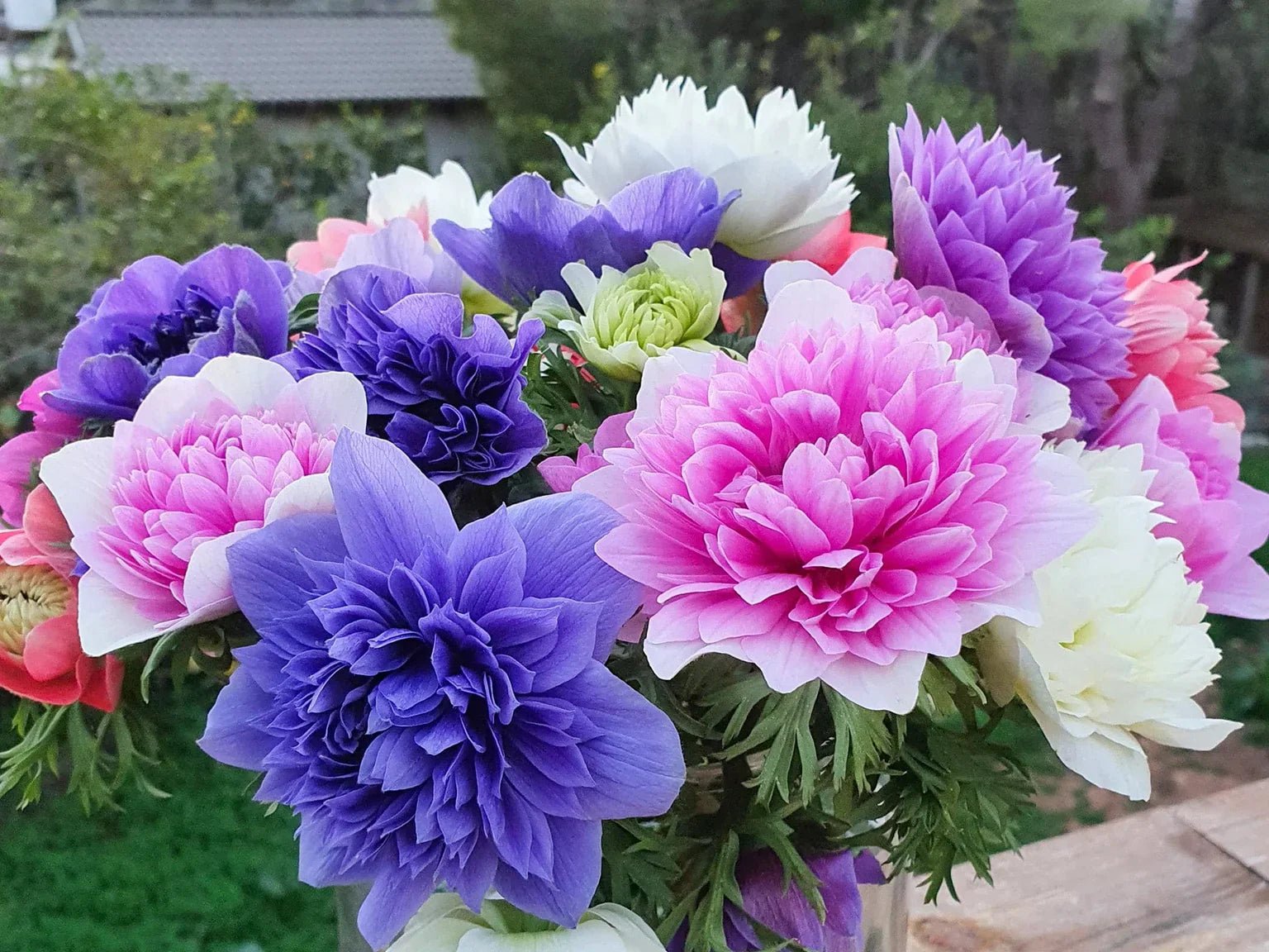 Anemonen - Bloomenwelt